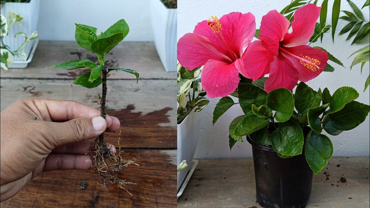 How to grow Hibiscus plant from cuttings