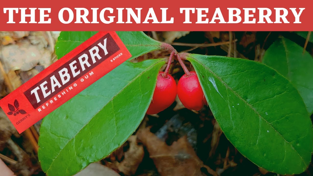 Teaberry or American Wintergreen (inspiration for Teaberry gum)