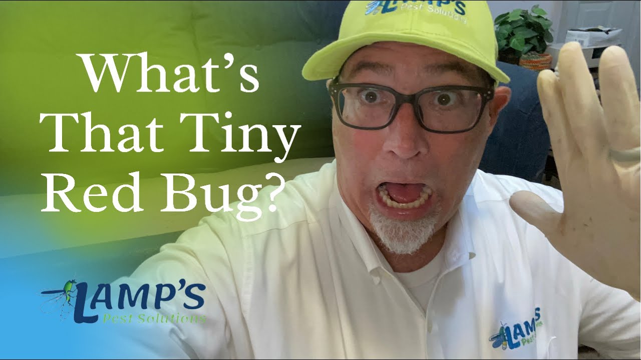 What Are These Tiny Red Bugs? - Little Red movinSpots Identified! Clover Mites!
