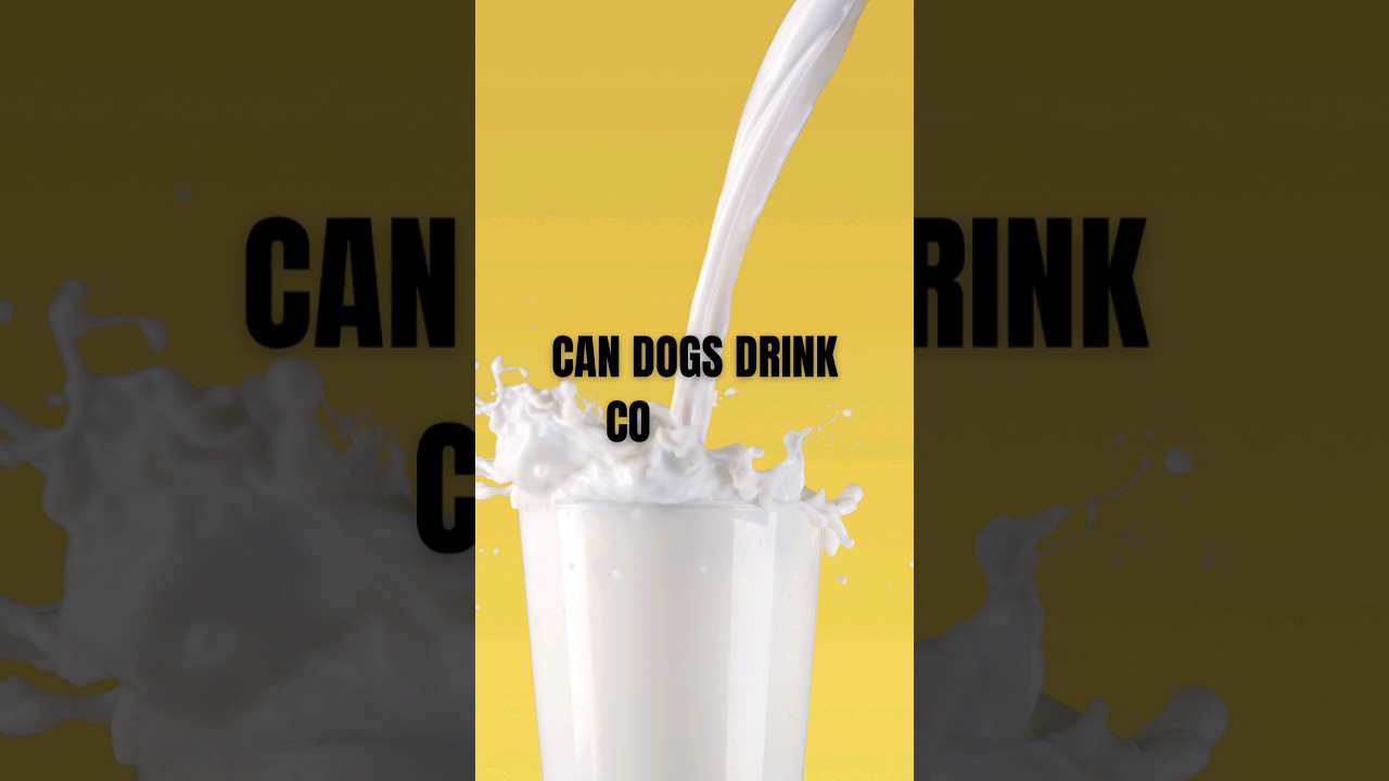Can Dogs Drink Milk? 🥛