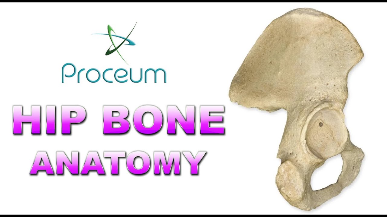 Anatomy of Hip Bone / innominate bone / Pelvis ( Osteology ): Ilium, Ischium, Pubis: Animation