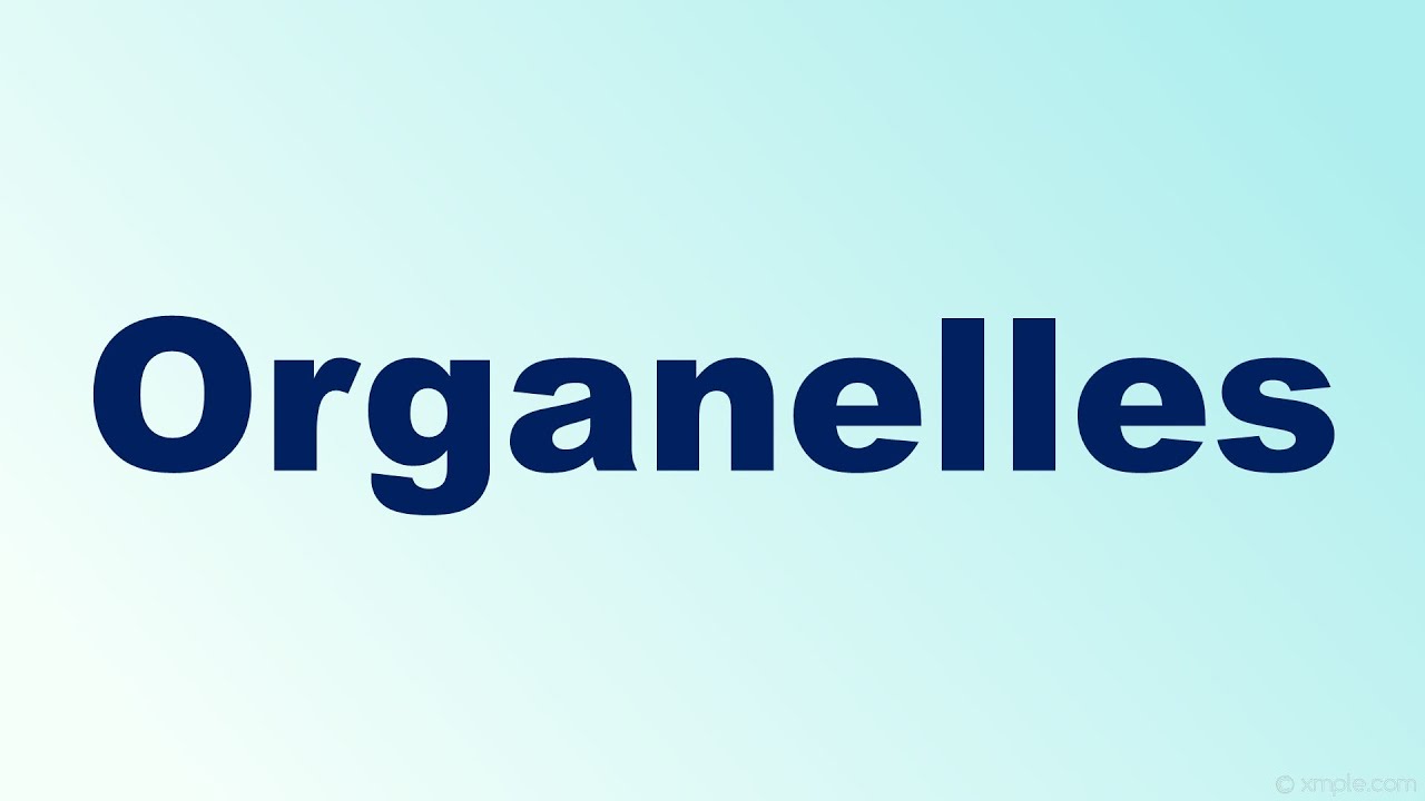 Organelles Definition I Plant and Animal Organelles