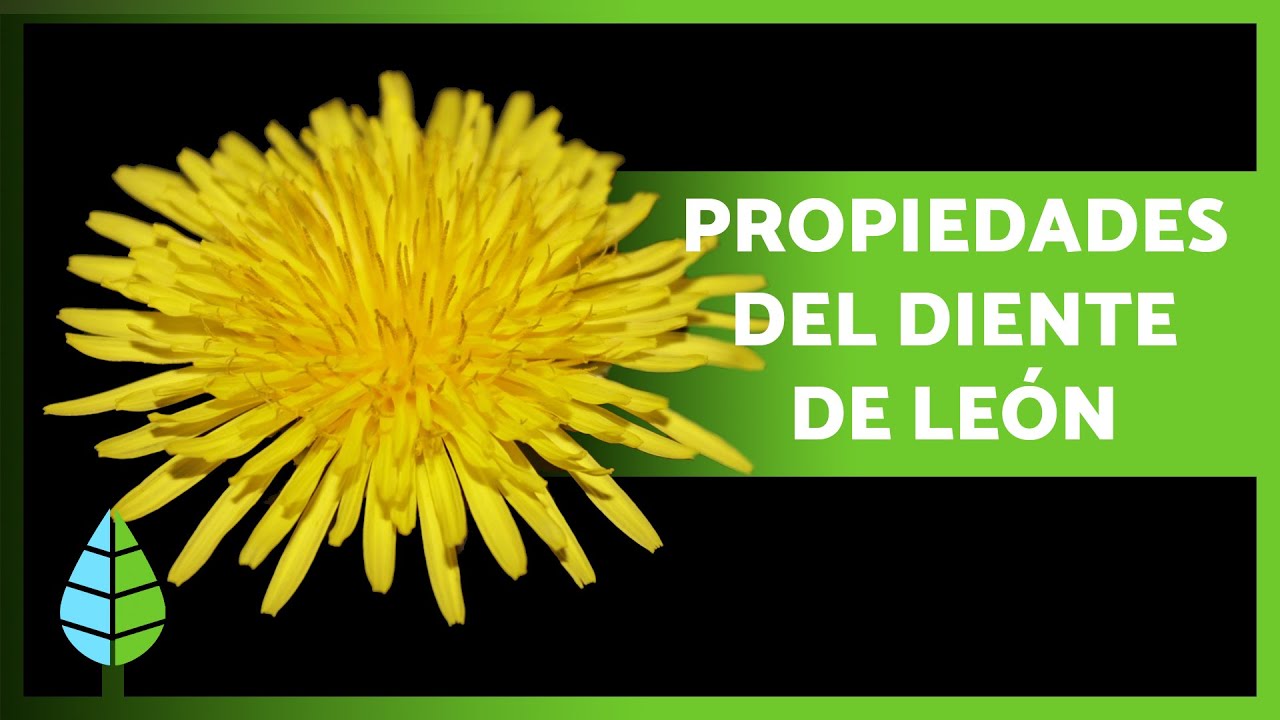 BENEFICIOS del DIENTE de LEÓN 🌼✅ (Propiedades, Para Qué Sirve y Contraindicaciones)