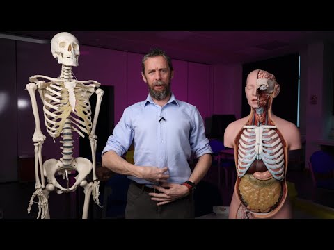 Appendicitis pain anatomy