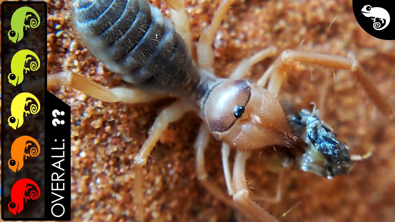Camel (Sun) Spider, The Best Pet Arachnid?