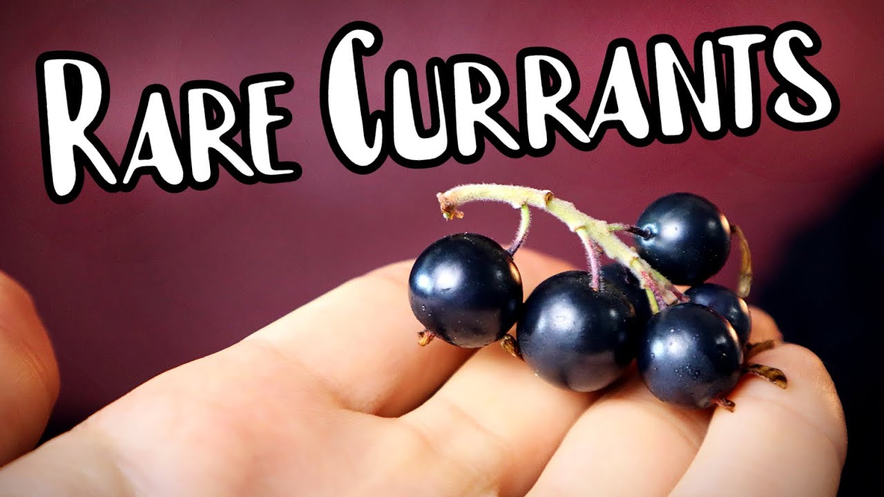 RARE CURRANT SPECIES : Comparing Clove Black Currant & Coast Black Gooseberry - Weird Fruit Explorer