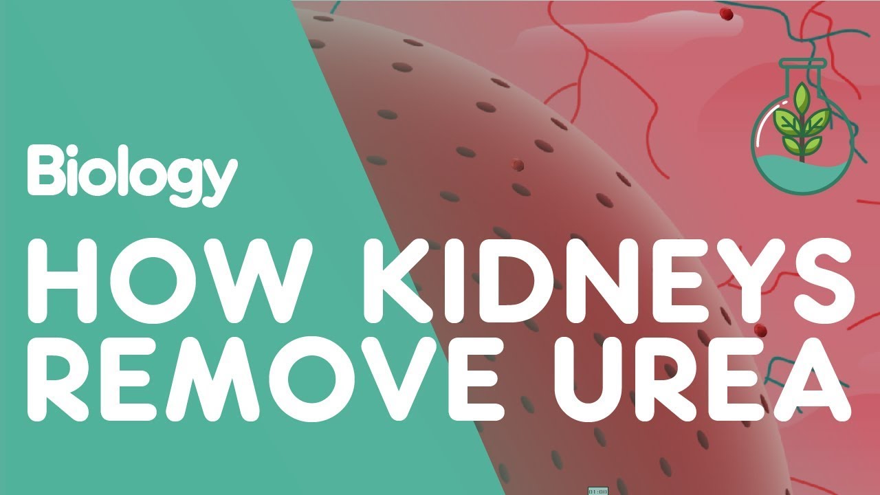 How the Kidneys Remove Urea | Physiology | Biology | FuseSchool