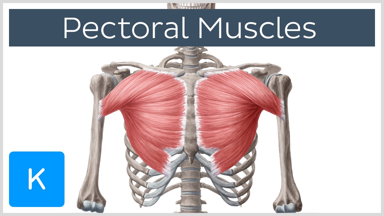 Pectoral Muscles: Area, Innervation & Function - Human Anatomy | Kenhub