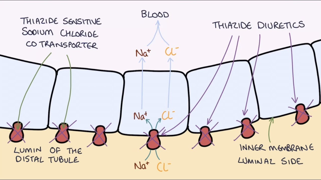 How do Thiazide Diuretics Work? Understanding Bendroflumethiazide and Indapamide