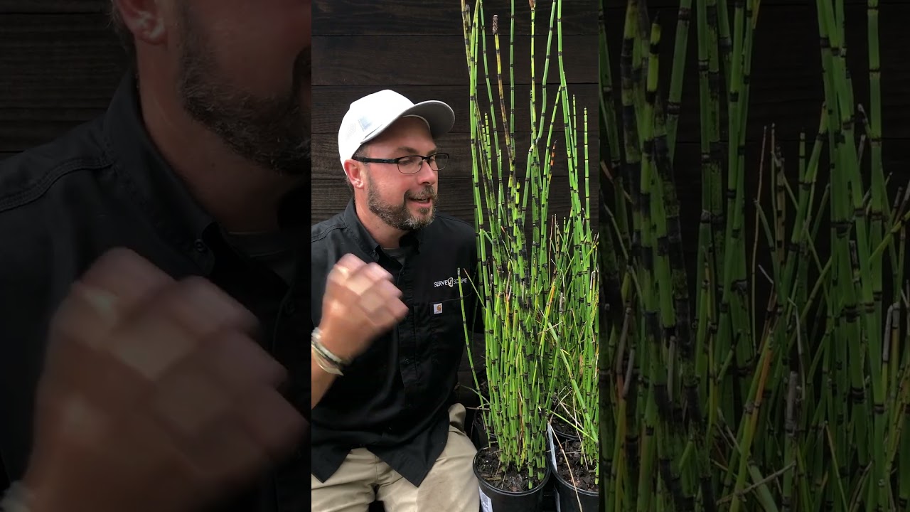Rough Horsetail, Scouring Rush - Delivered to Your Door by ServeScape.com (Link in Comments)