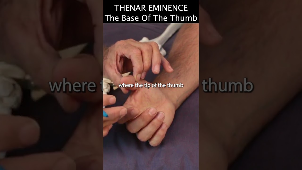 Thenar Eminence (The Base Of The Thumb)
