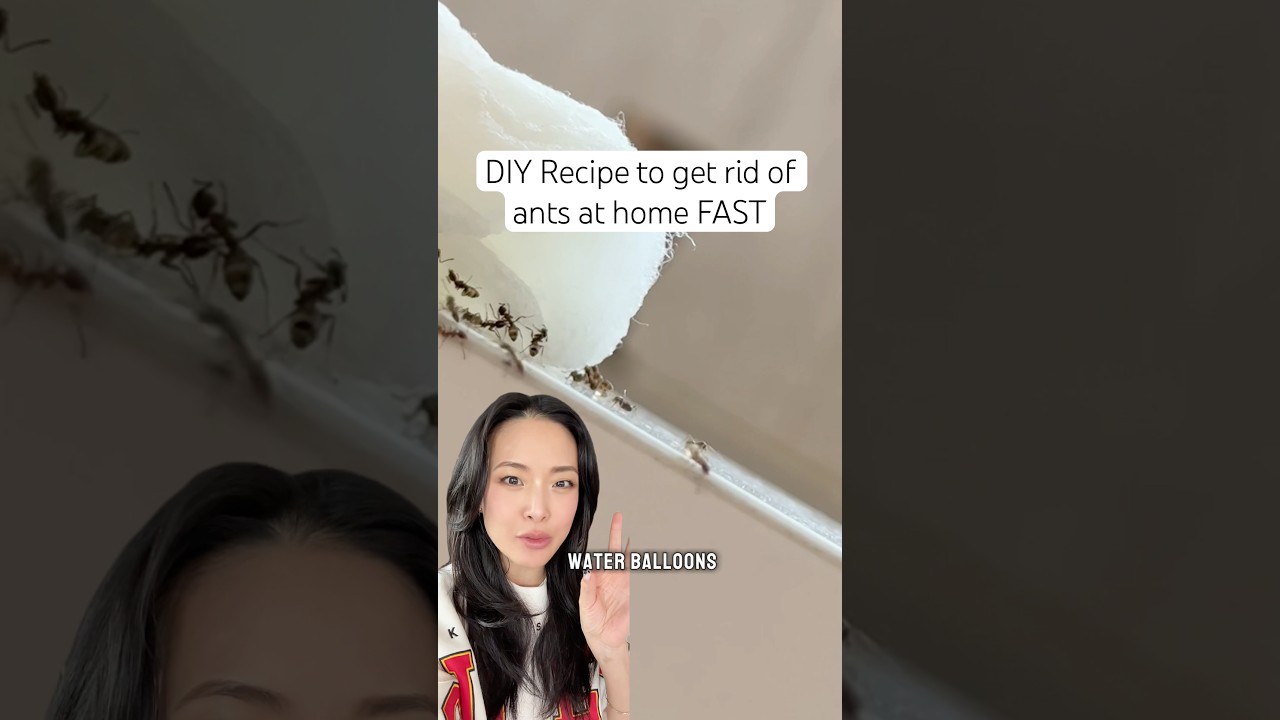 DIY ant trap recipe with borax 🐜