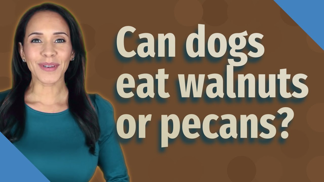 Can dogs eat walnuts or pecans?