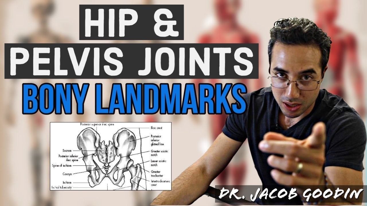 Hip Joint & Pelvic Girdle Anatomy: Bony Landmarks