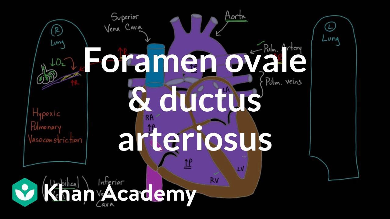 Foramen ovale and ductus arteriosus | Circulatory system physiology | NCLEX-RN | Khan Academy