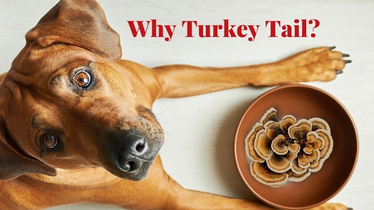 Turkey Tail Pros for Pets: Veterinarian Rob Silver Explains