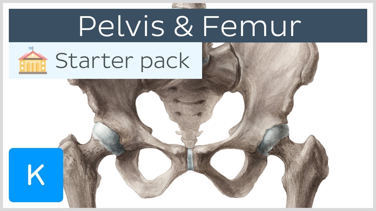 Pelvis (Hip bone) and Femur - Human Anatomy | Kenhub