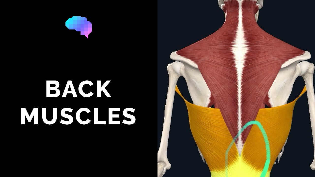 Muscles of the Back (3D Anatomy Tutorial) | UKMLA | CPSA | PLAB 2