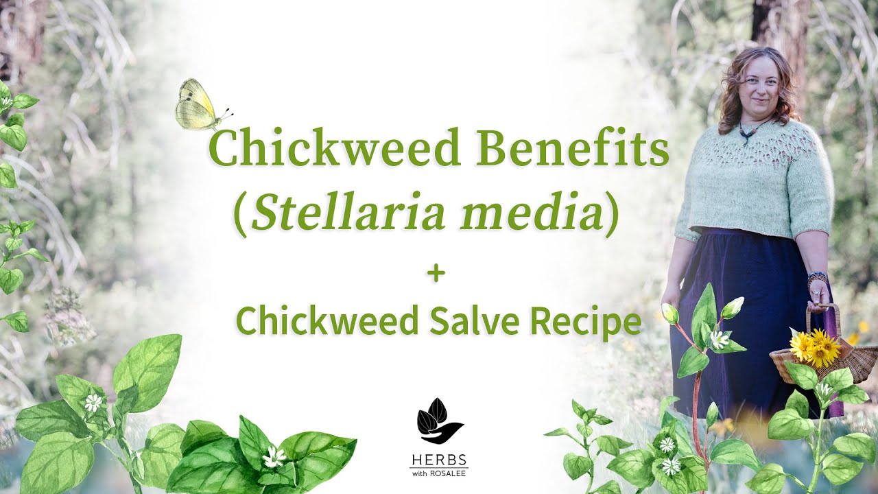 Chickweed Benefits (Stellaria media) + Chickweed Salve Recipe