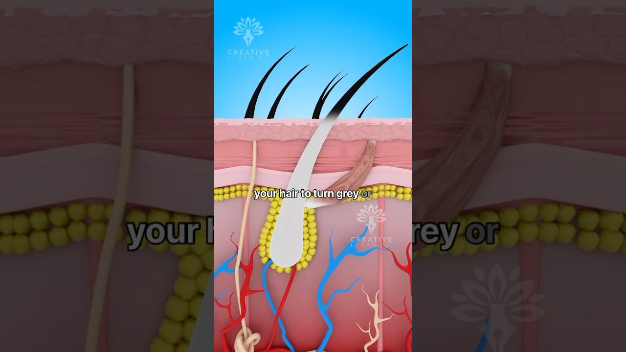 Why Does Hair Turn Grey or white Faster for Some People 😲 #shorts #haircare - Creativelearning3d