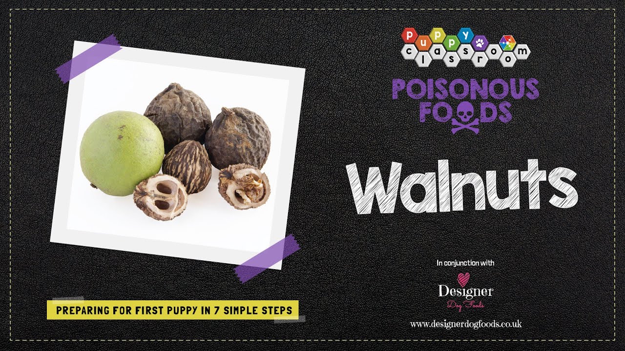 Can Dogs Eat Walnuts?