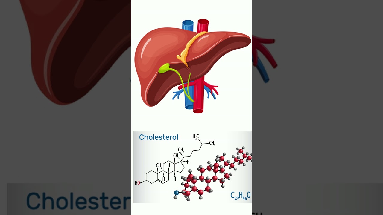 What does the liver do?