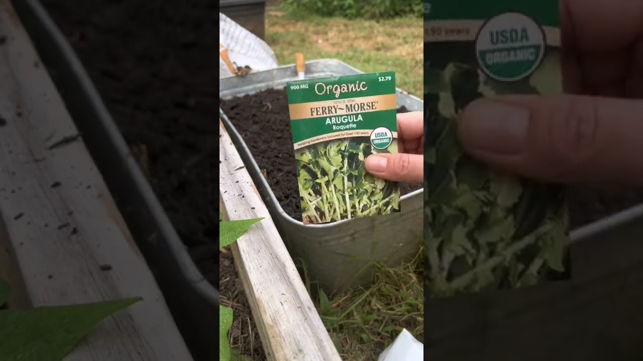 #Arugula produces so fast! Here’s how to plant these from our #FerryMorse Fall #Garden Harvest Kit.