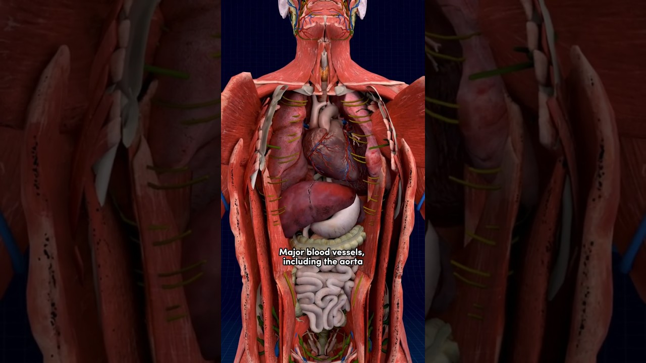 Heart Location & Anatomy 🫀