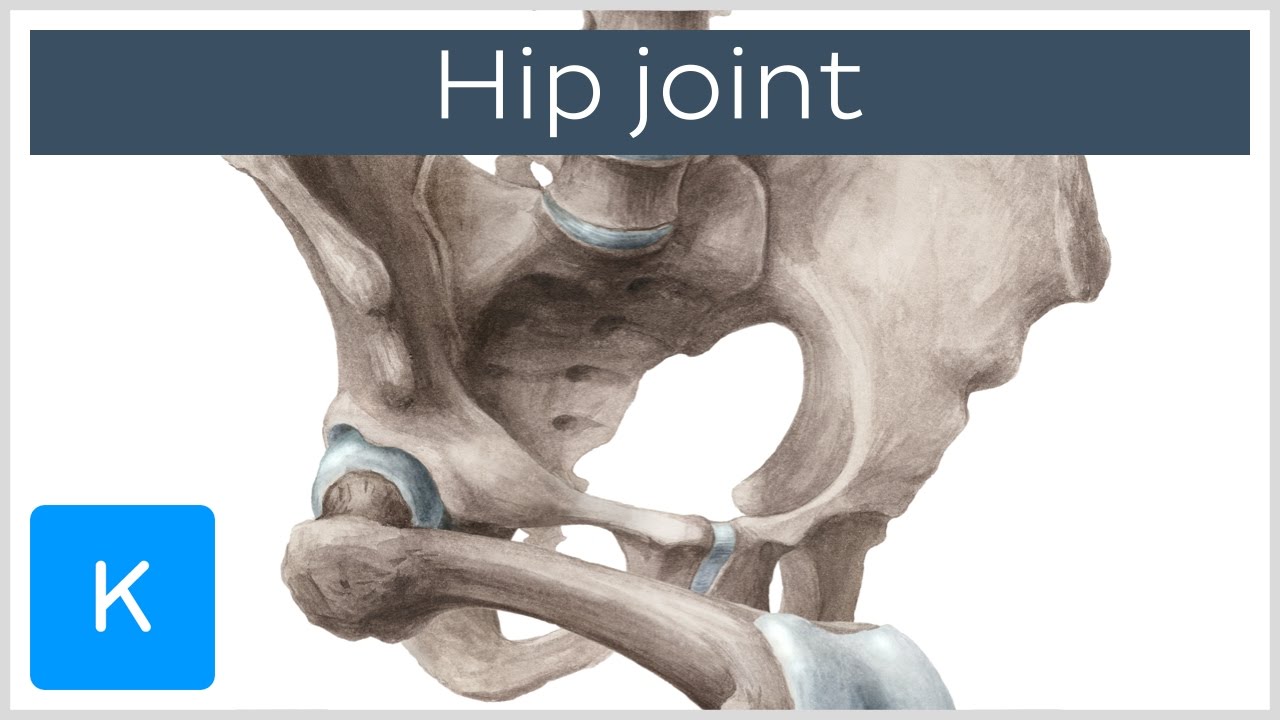 Hip joint - Bones, ligaments, blood supply and innervation - Anatomy | Kenhub