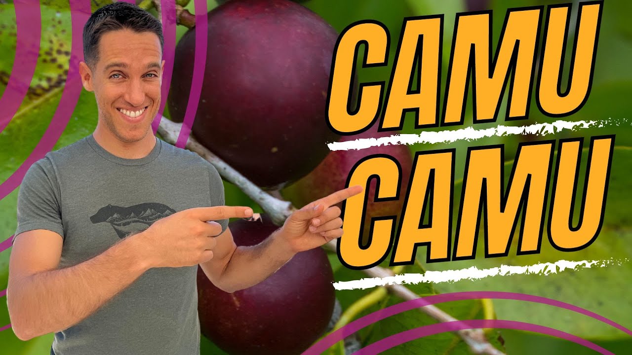 Benefits of Camu Camu - Amazonian Vitamin C Superpower