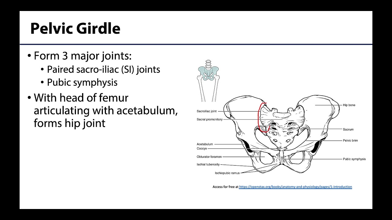 Pelvic Girdle - Learning Objectives