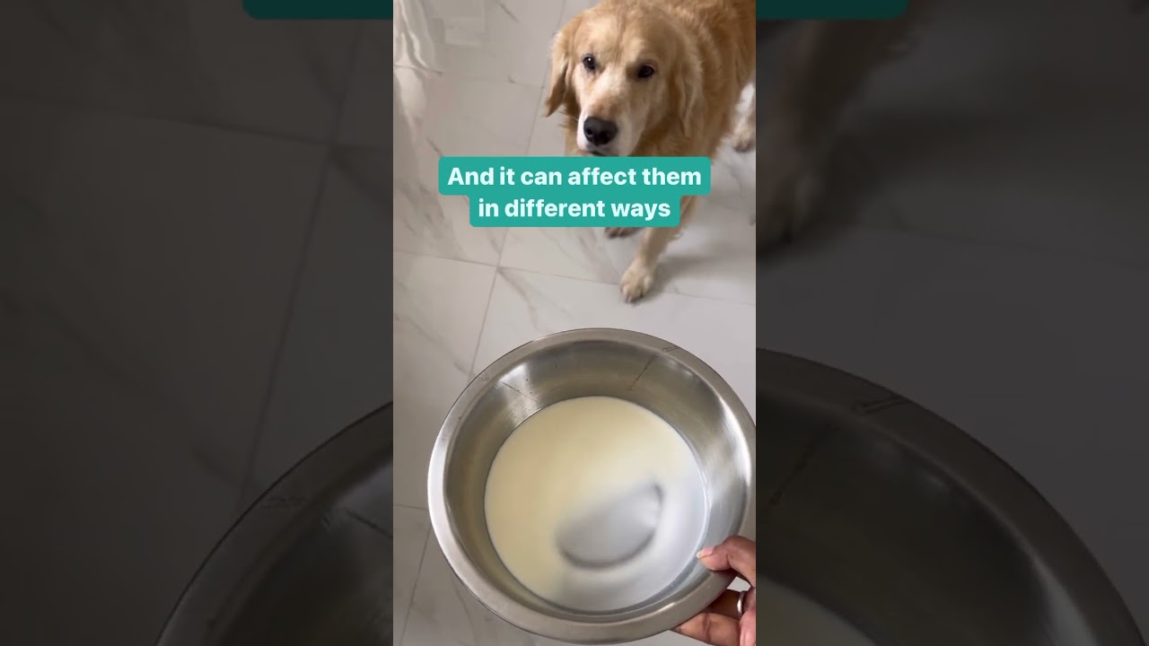 Can dogs drink milk? #shorts