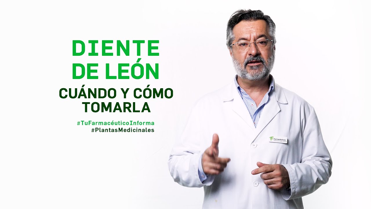 Diente de león, cuándo y cómo tomarlo. Tu Farmacéutico Informa - #PlantasMedicinales