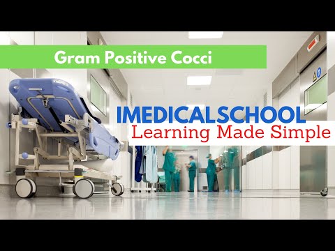 Bacteria - Gram Positive Cocci Made Simple