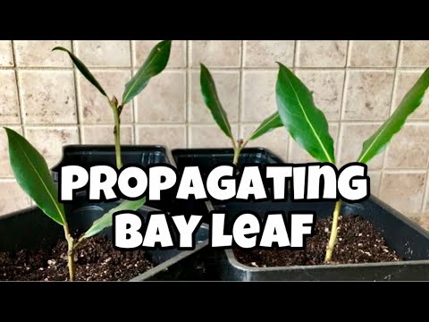 How To Propagate Bay Leaf From Cuttings | Laurus Nobilis | Bay Laurel