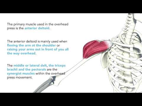 Anatomy of the Overhead Press