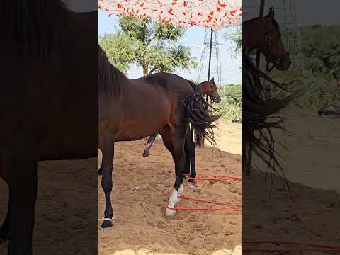 Stallion mahadev #stallionmahadev #stallions #horse