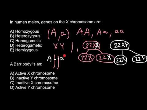 Definition of Homozygous, Heterozygous, Hemizygous