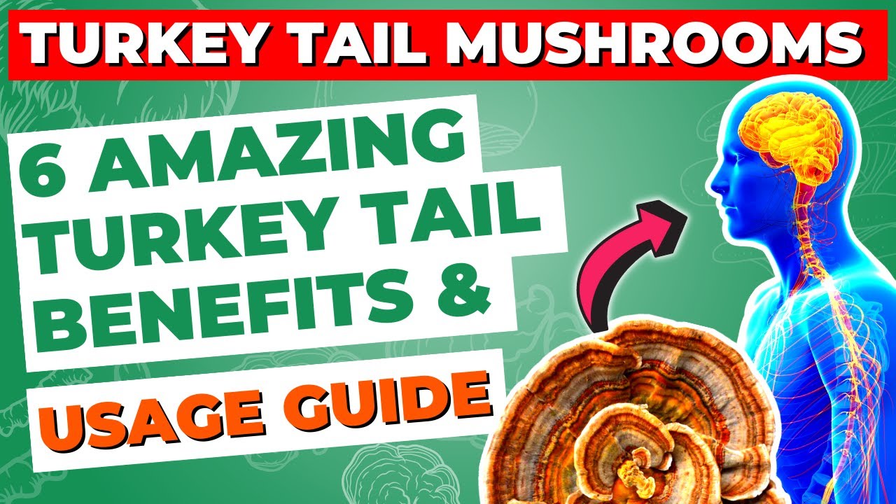6 Amazing Turkey Tail Mushroom Benefits and Usage Guide