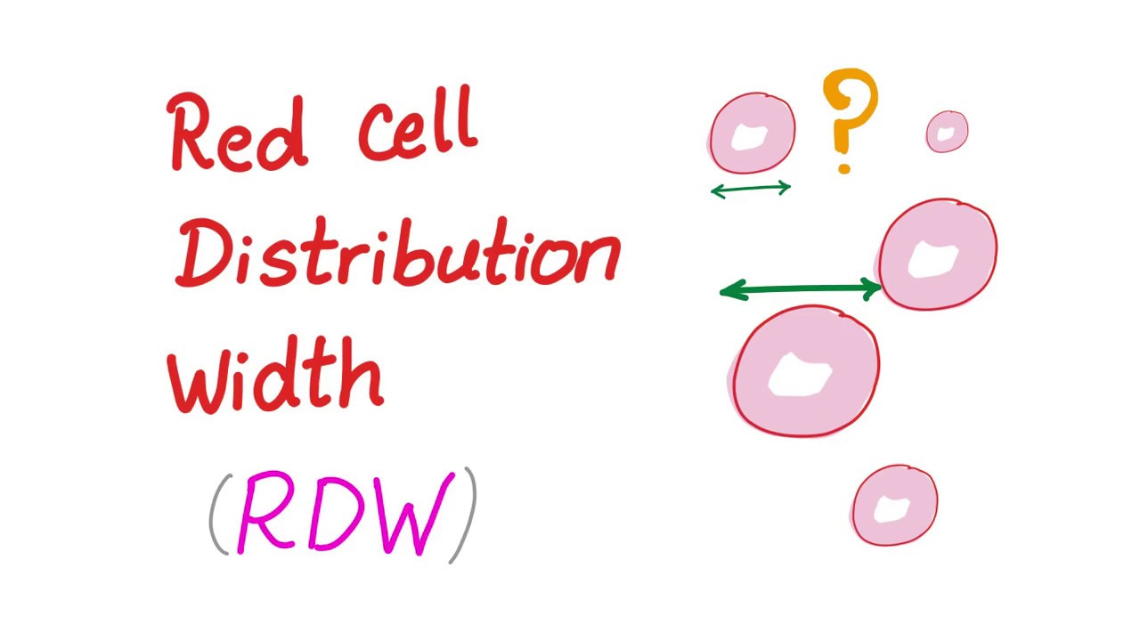 Red Cell Distribution Width (RDW) - What Does This Lab Test REALLY Mean?