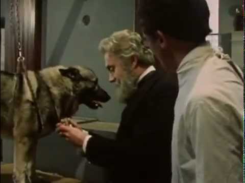 Pavlovs Dogs