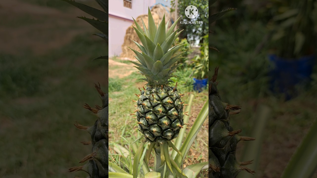Grow pineapple at home #shorts #pineapple #plants