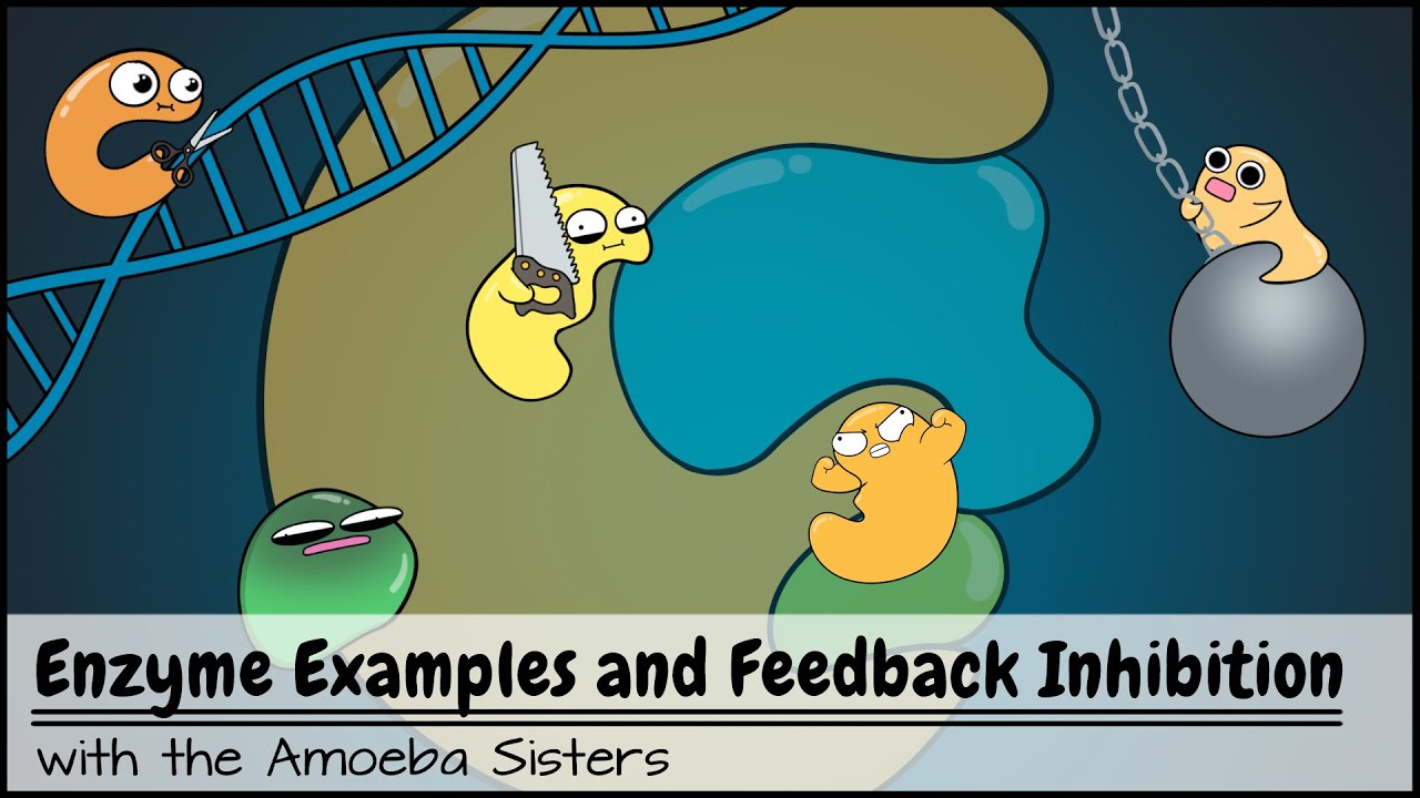 Enzyme Examples, Cofactors/Coenzymes, Inhibitors, and Feedback Inhibition