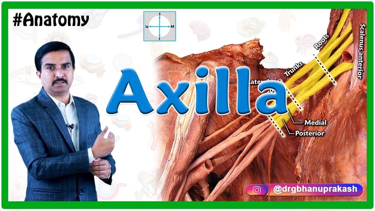 Anatomy of the Axilla by Cadaveric HD images : Dr G Bhanu Prakash / USMLE Step 1