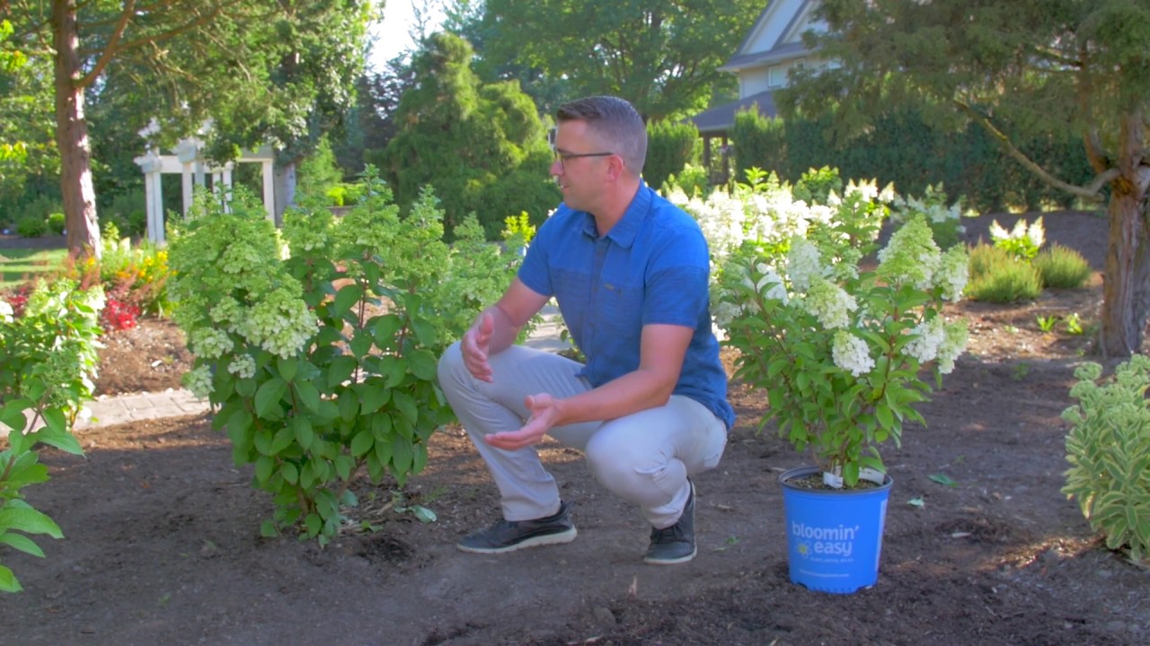 Moonrock™ Hydrangea in the Show Garden