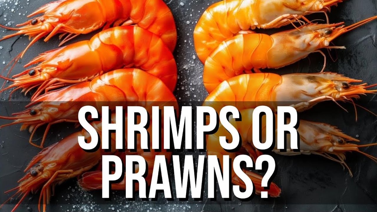 What Separates Shrimp From Prawns?