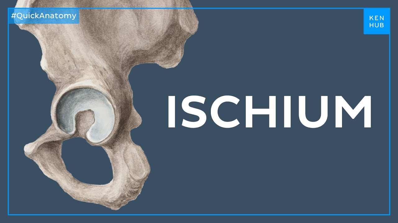 Anatomy of the ischium - Quick Anatomy | Kenhub