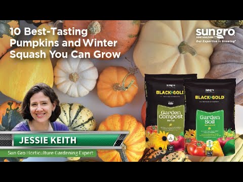 Top 10 Best Tasting Winter Squash with Black Gold®