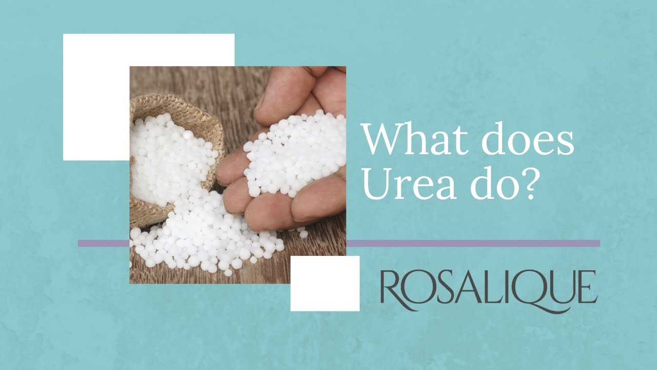 What does Urea do? | Rosalique