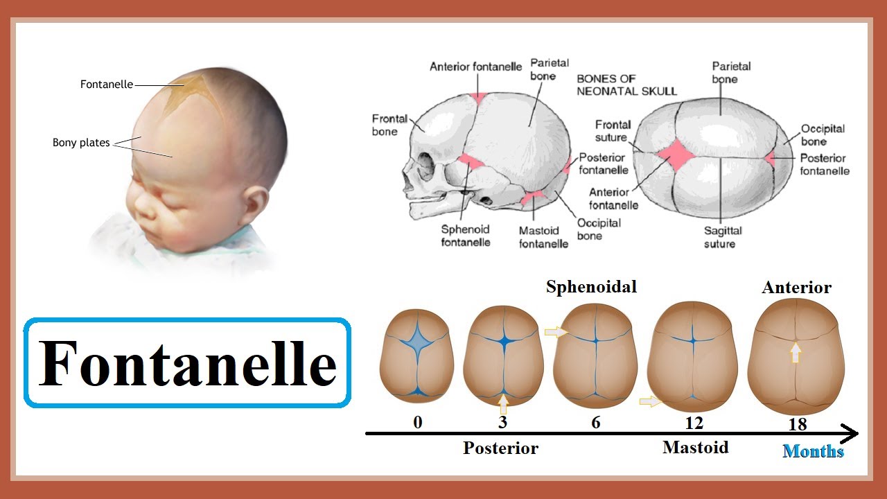 fontanelle